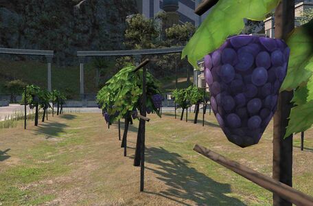 The fields contain row upon row of fresh produce