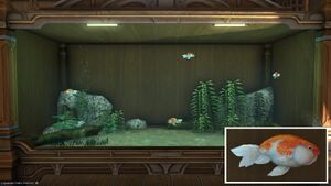 Four Toadheads in a Tier 4 Aquarium with a close-up.