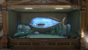 A Hydro Louvar in a Tier 4 Aquarium.