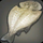 Isleworks Salt Cod