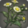 Kozamauka chamomile icon1.png