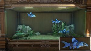 Three Dusk Heralds in a Tier 4 Aquarium with a close-up.