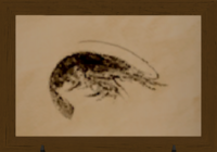 River-shrimp-print.png