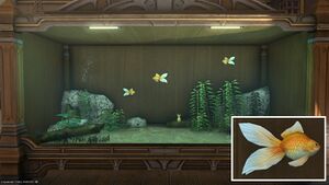 Four Copperfish in a Tier 4 Aquarium with a close-up.