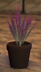 Dream Flower in a pot at Lost Hope