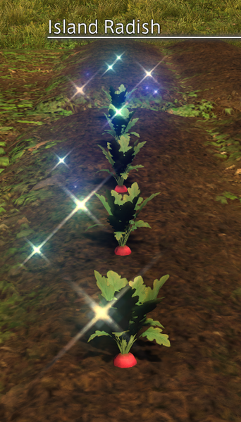 File:Island Radish Mature.png