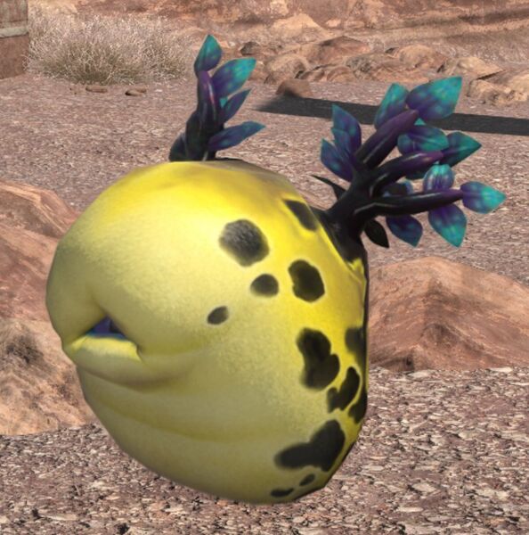 File:Aroma Leech.jpg