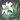 Nymeia Lilies