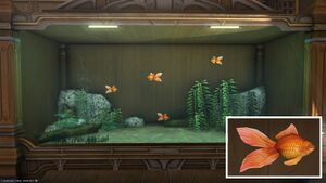 Four Doman Bubble Eyes in a Tier 4 Aquarium with a close-up.