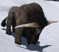 Elder Buffalo.jpg