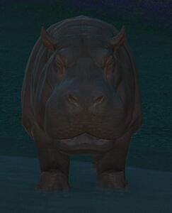 Wading Hippo