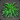 Eriocaulon Auxesicum