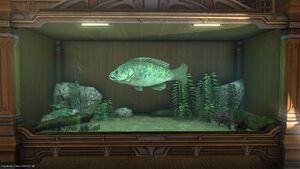 A Fifty-Summer Cod in a Tier 4 Aquarium.