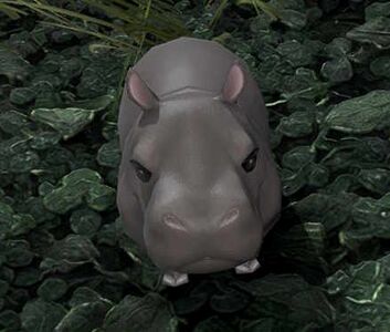 Shy Hippo Calf
