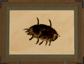 Thumbnail for version as of 03:51, 3 June 2026