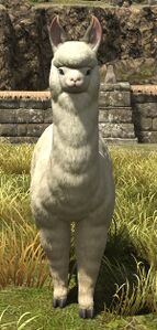 Wild-eyed Alpaca