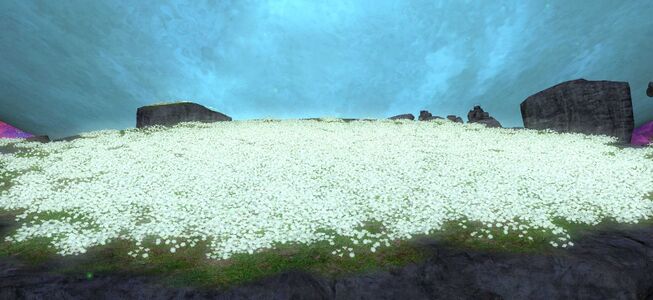 Elpis flowers blooming at Absolute Horizon