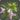 Rarefied mountain flax icon1.png