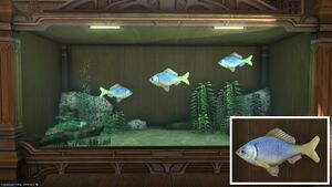 Three Cherubfish in a Tier 4 Aquarium with a close-up.