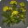Field mustard icon1.png