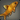 Ripe Citrusfish