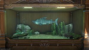 A Grass Shark in a Tier 4 Aquarium.