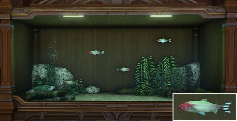 File:Rummy-nosed tetra-aquarium-preview.jpg