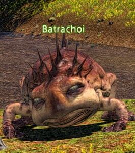 Batrachoi