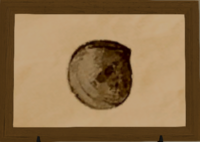 Whitelip Oyster print.png