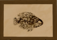 Spotted Ctenopoma print.png