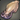 Island Squid