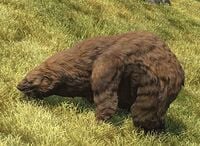 Mountain Bear.jpg