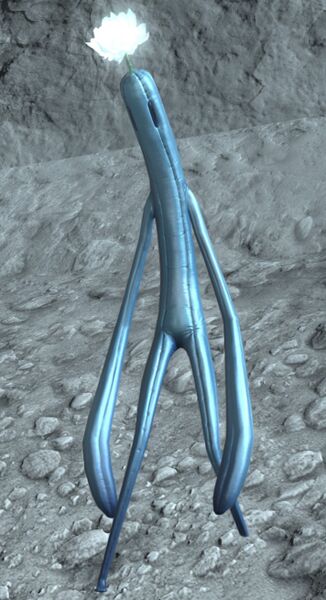 File:Flowering Lunatender.jpg