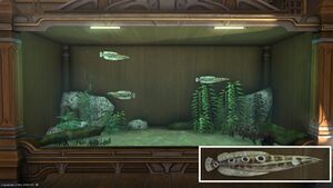 Three Windspath Eels in a Tier 4 Aquarium with a close-up.