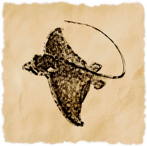 Dune Manta