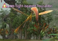 Tight-beaked Toucalibri.jpg