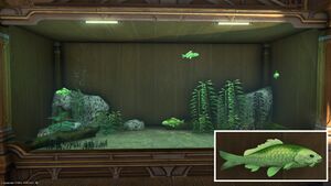 Four Green Prismfish in a Tier 4 Aquarium with a close-up.
