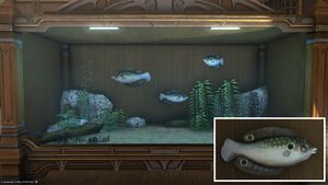 Three Othardian Wrasse in a Tier 4 Aquarium with a close-up.