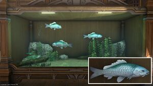 Three Blue Prismfish in a Tier 4 Aquarium with a close-up.