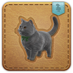 La Noscean Shorthair