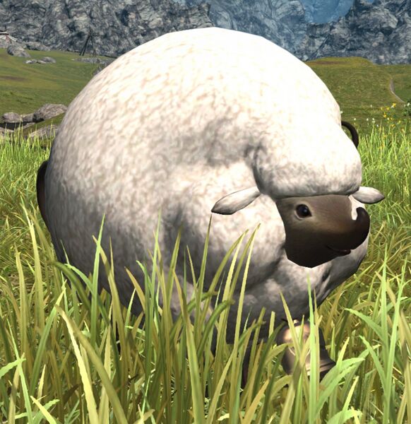 File:Dataqi Sheep.jpg