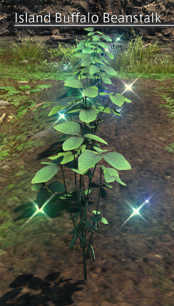 File:Island Buffalo Bean Mature.png