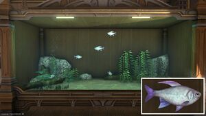 Four Eternal Eyes in a Tier 4 Aquarium with a close-up.