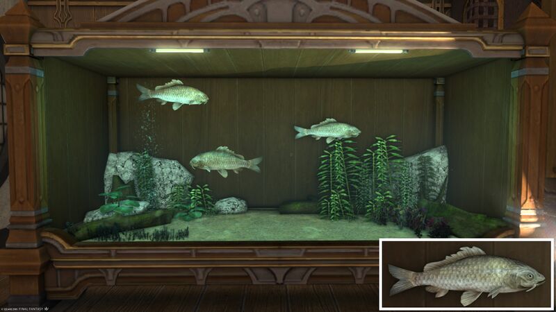 File:Aquarium Preview Xenocypris.jpg