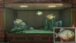 Three Pipira Pira in a Tier 4 Aquarium with a close-up.