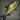 New Growth Leaffish