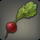 Island Radish