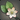 Island Alyssum