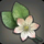 Island Alyssum