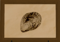 Northern Oyster print.png
